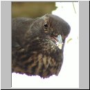 Turdus merula - Amsel w07.jpg